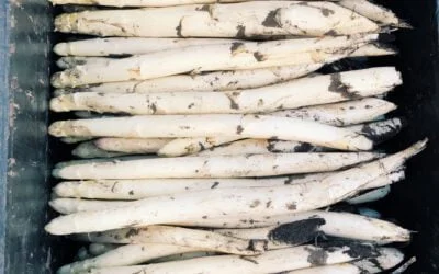 Asperges, het witte goud